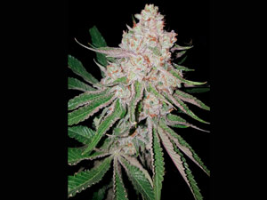 Cogollo de Gorila White de Narcotik Seeds