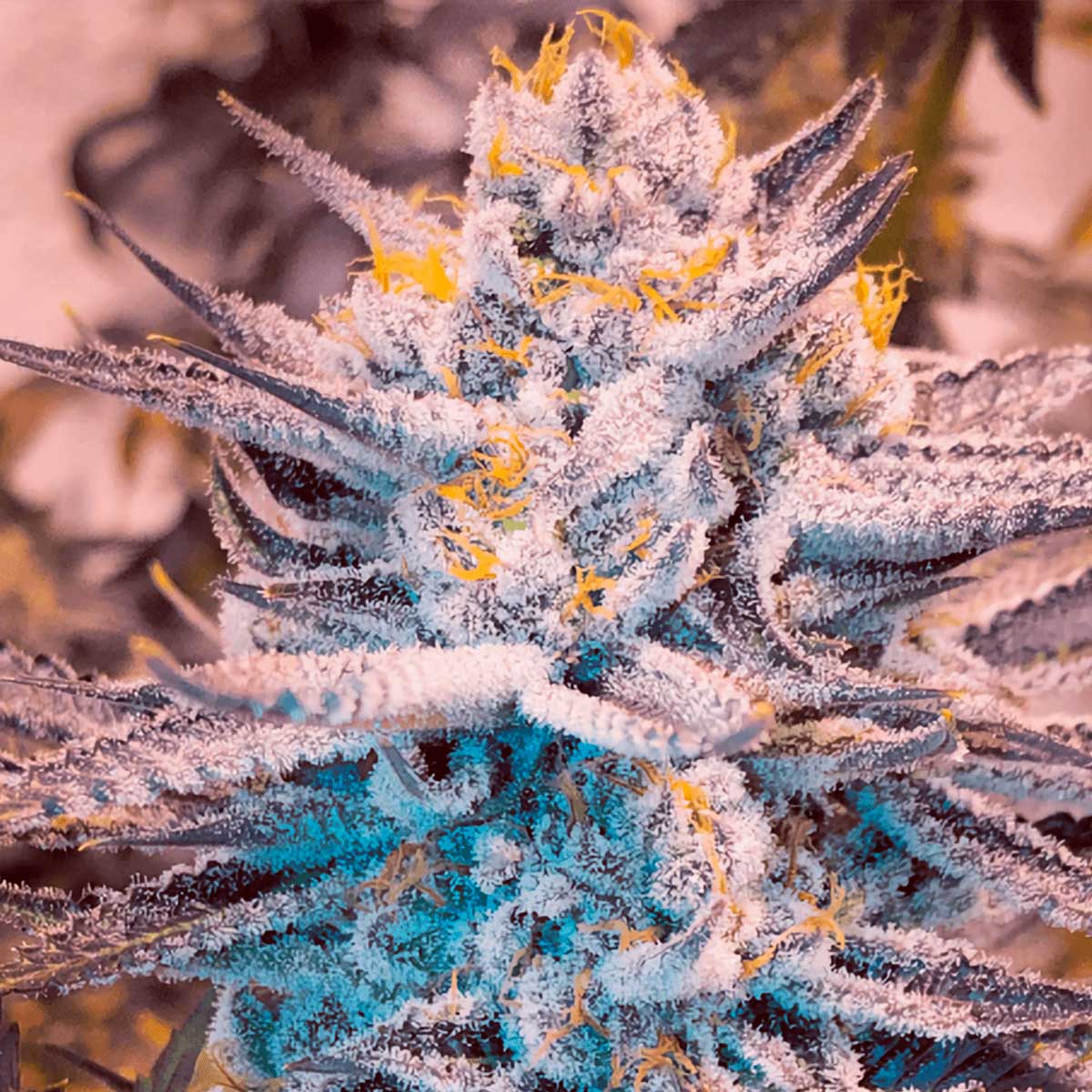 alien-mac-narcotik-seeds Alien MAC de Narcotik Seeds - Semillas feminizadas de marihuana