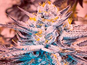 Alien Mac - Narcotik