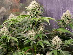 American OG - Narcotik