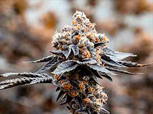 Gary Payton - Narcotik