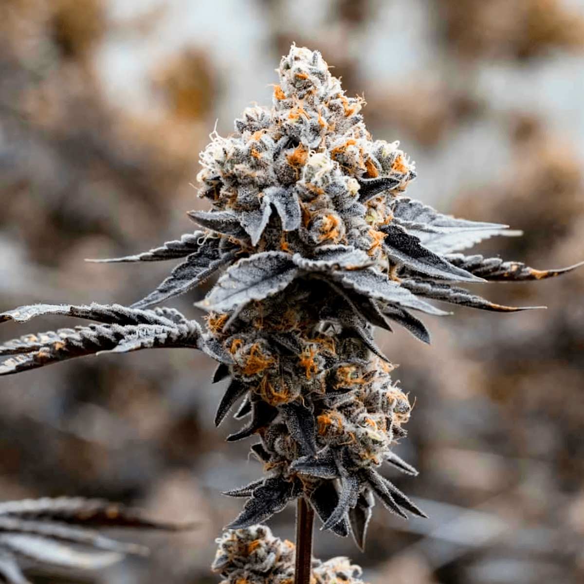 gary-payton-narcotik-seeds Gary Payton - Narcotik Seeds