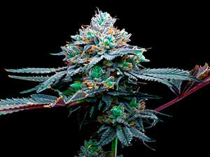 Grape Runtz - Narcotik