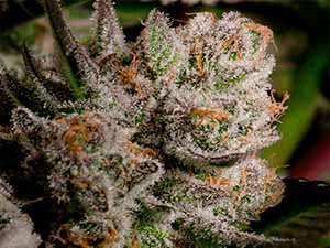 Gummy Cherry - Narcotik