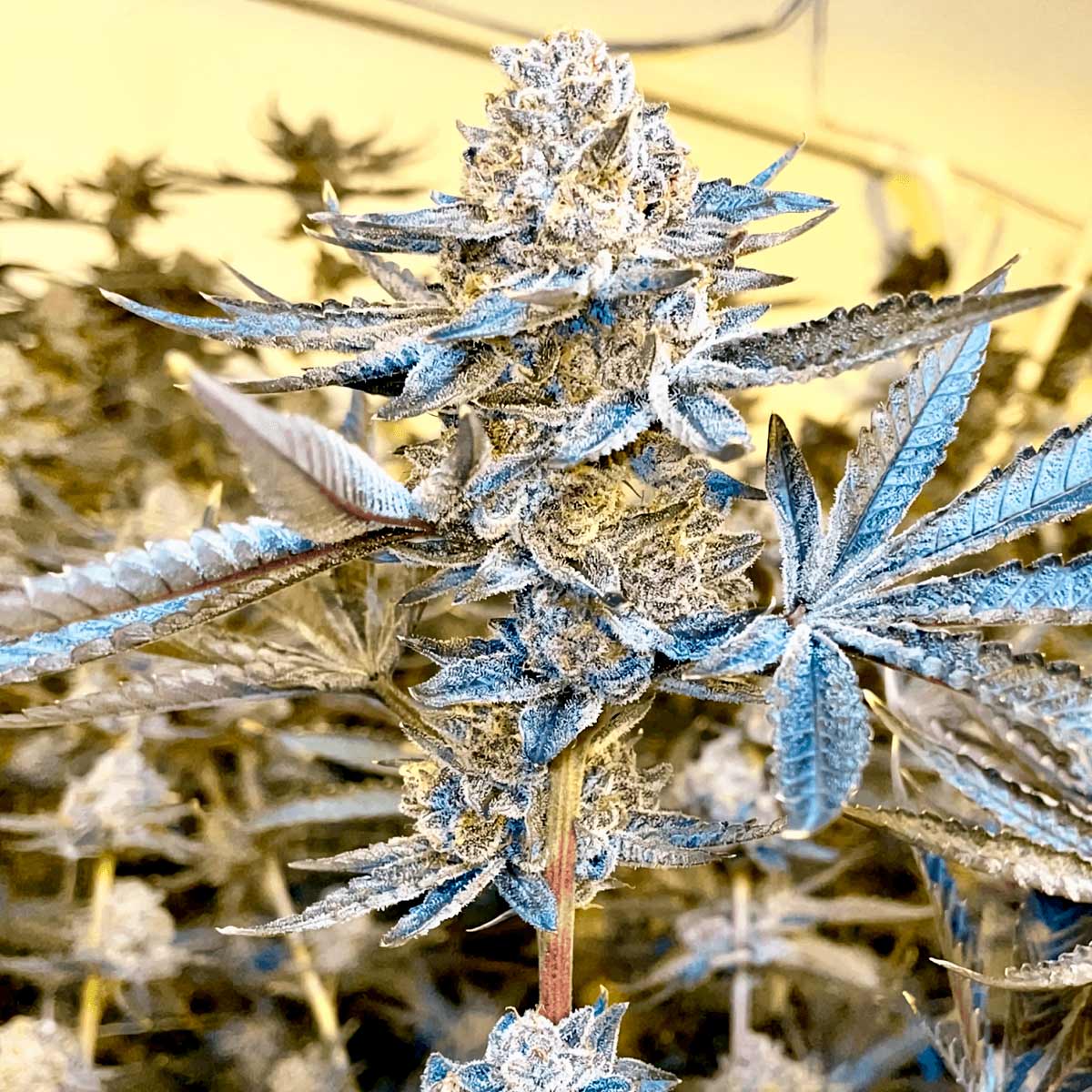 jealousy-narcotik-seeds Jealousy de Narcotik Seeds - Semillas feminizadas de marihuana