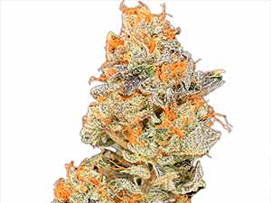 Lemon Resin - Narcotik