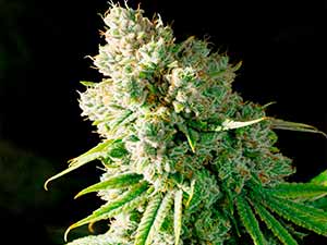 Mimosa Orange - Narcotik