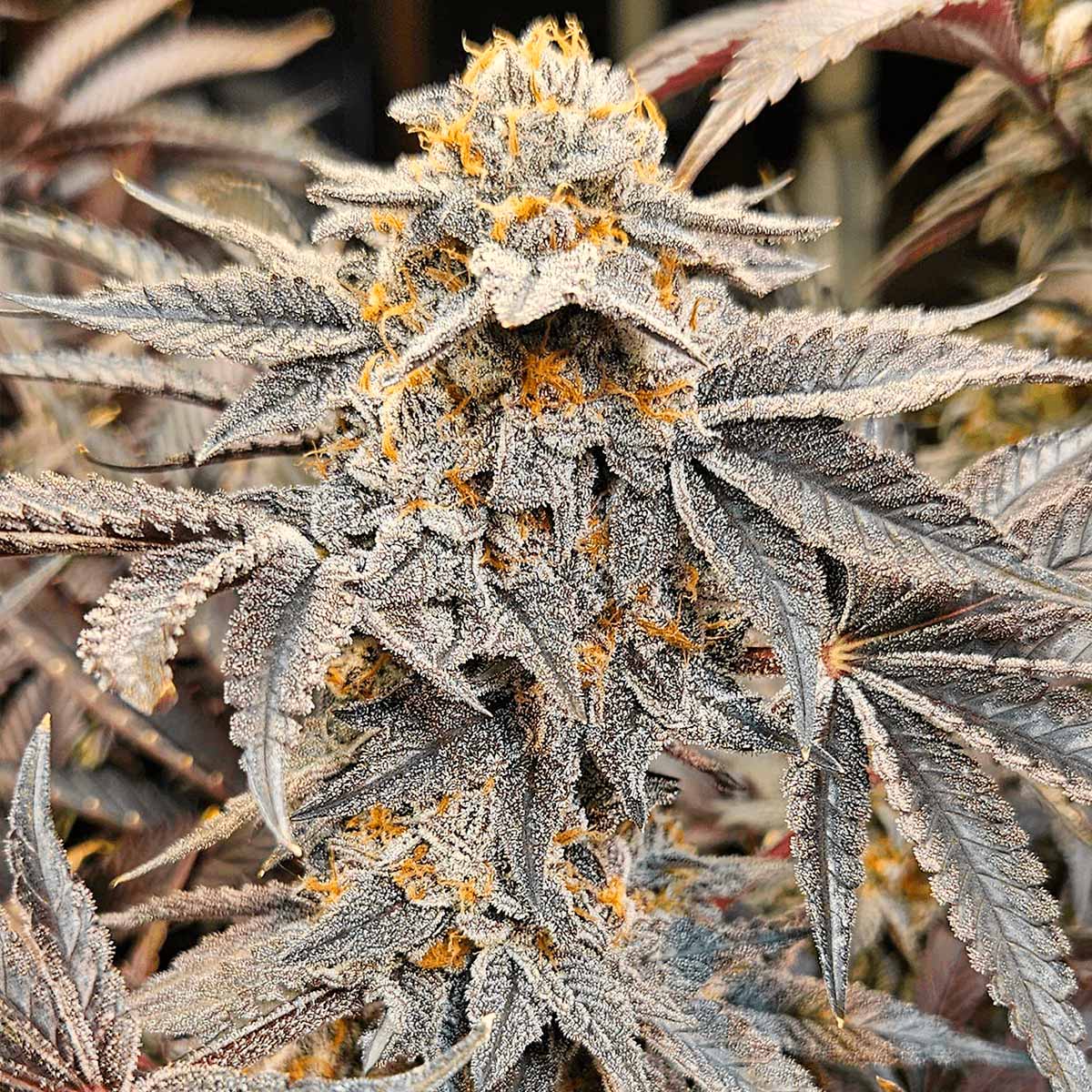 oreoz-narcotik-seeds Oreoz - Narcotik Seeds