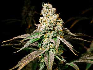 PIneapple Juicy - Narcotik