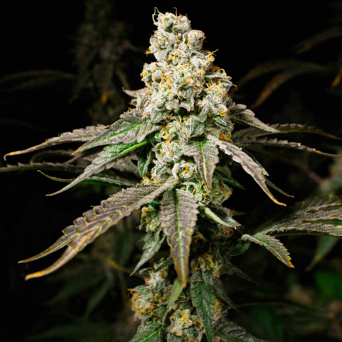 pineapple-juice-narcotik-seeds Pineapple Juice de Narcotik Seeds