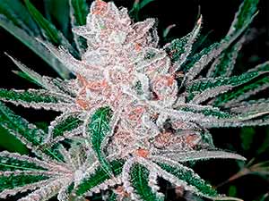 Tangie Pomelo - Narcotik