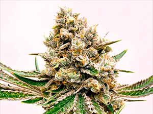 Watermelon Zkittlez - Narcotik