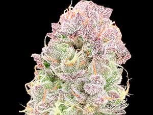 Weeding Mint - Narcotik