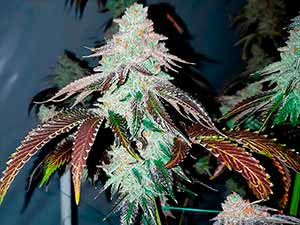 Zkittlez USA - Narcotik